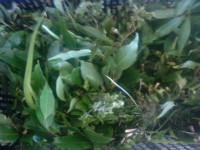 /album/productos/hierbas-olor-jpg/